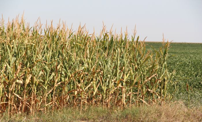 Suša ugrozila pšenicu i druge biljke, naročito u Vojvodini