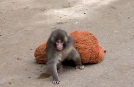 FOTO, VIDEO: Beba majmuna koju je mama odbacila ne odvaja se od svoje plišane igračke 