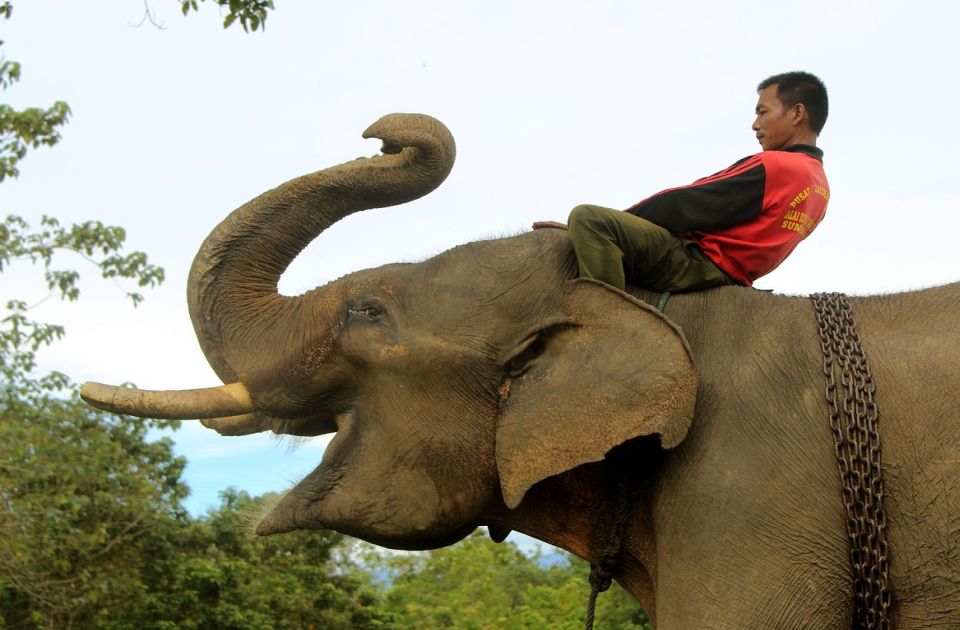 Indonezija zabranila turističko jahanje slonova