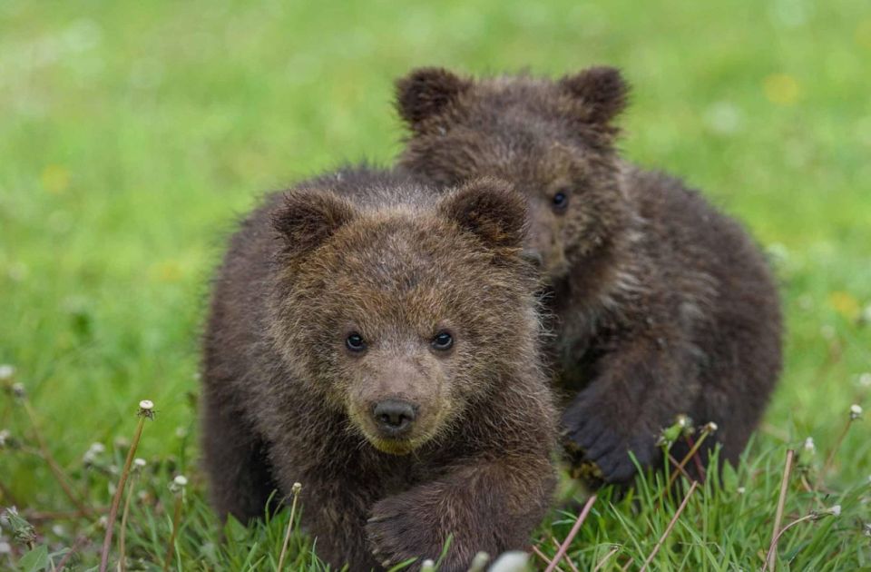 Medvedica ubijena u Slovačkoj, sad pronađena njena tri mladunčeta