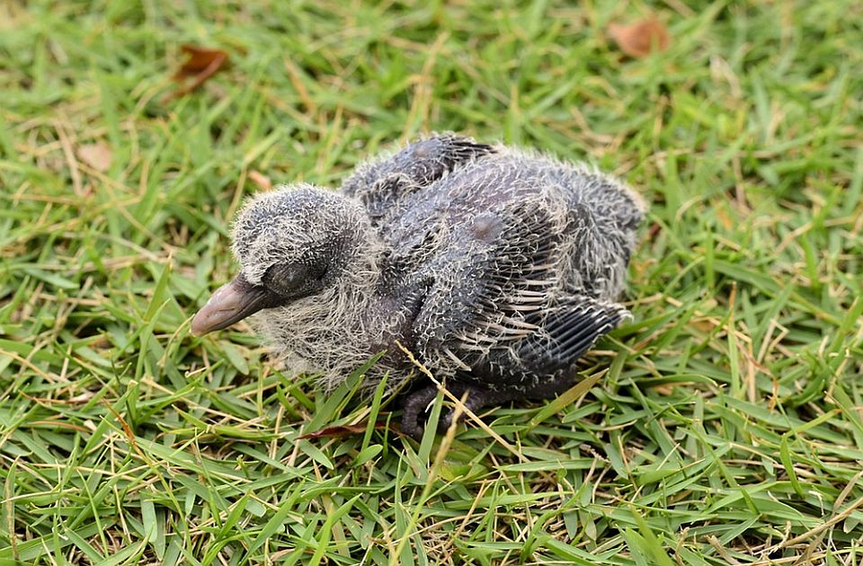 VIDEO: Znate li zašto je gotovo nemoguće videti mladunče goluba?