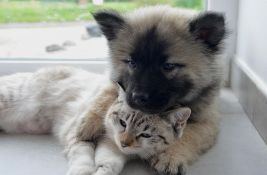 Naučnici istraživali ko bi vam pre pomogao: Pas ili mačka