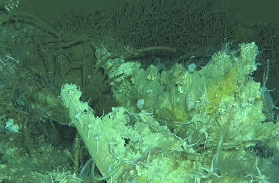VIDEO: Otkriveno najveće "groblje kitova" u Indijskom okeanu, ostaci stari više od pet miliona godina