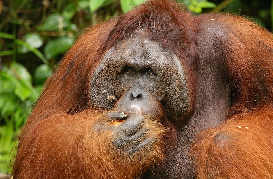 Orangutanima u Indoneziji preti izumiranje