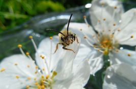 Francuska zabranila pesticide koji ubijaju pčele
