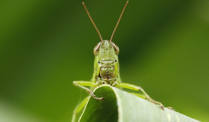  Naučnici: Planeti preti najezda gladnih insekata 