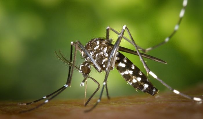 Zaraženi komarci u Pomoravlju