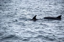 Mrtav delfin pronađen u Splitu, pokrenuta istraga jer je veruje da je ubijen