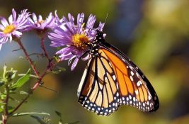 Leptir monarh blizu izumiranja