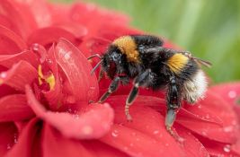 Naučnici otkrili kako matice bumbara mogu danima da prežive pod vodom 