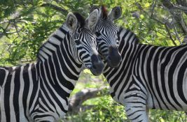 Zašto sisari nisu šareni kao gmizavci, ptice ili ribe?