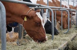 Stočari: Ako država ne ponudi rešenja za viškove mleka, sledeće nedelje blokade puteva 