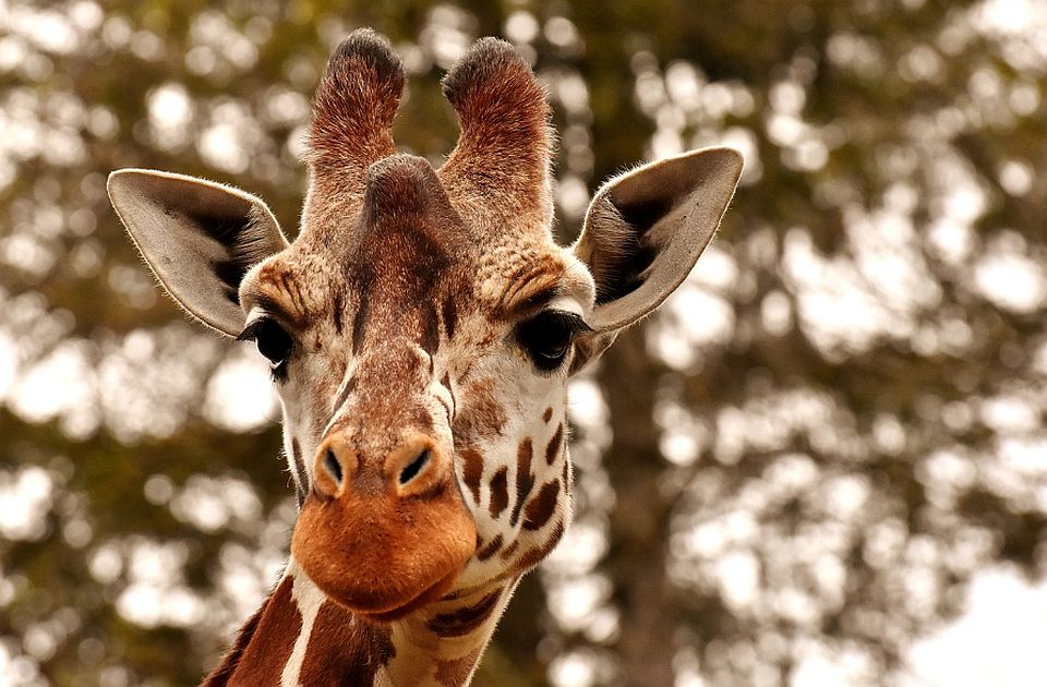 Putnica pokušala da unese izmet žirafe na aerodrom u SAD: Tvrdi da od njega pravi nakit