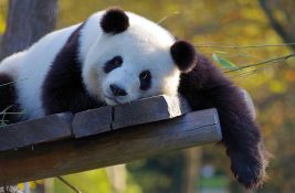Poslednja evropska panda: Na prostoru Bugarske nekada su živeli crno-beli medvedi 