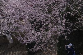 VIDEO: U Tokiju deset dana ranije počela sezona cvetanja trešnje