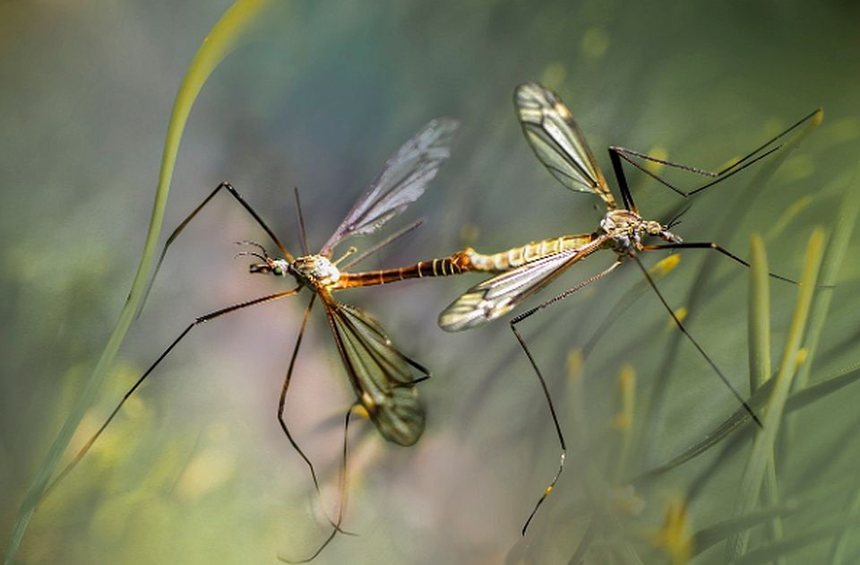 "Ciklonizacija" o brojnosti komaraca: Ovakva situacija u avgustu nije zabeležena unazad 50 godina