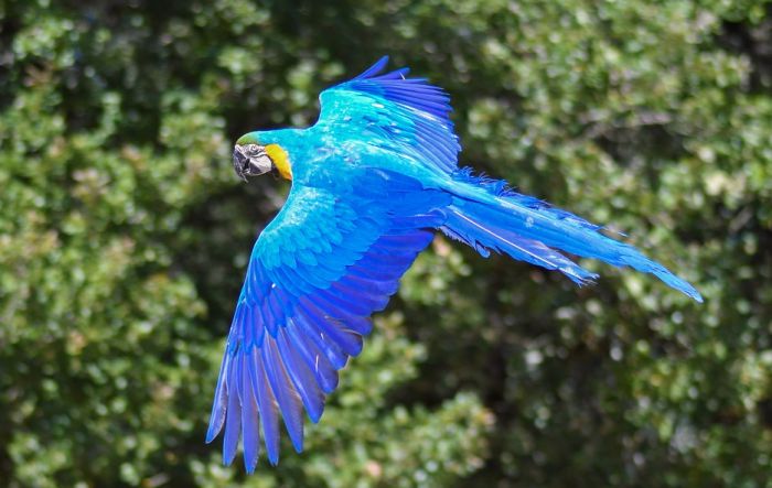 Papagaj plava ara je potpuno istrebljen u divljini