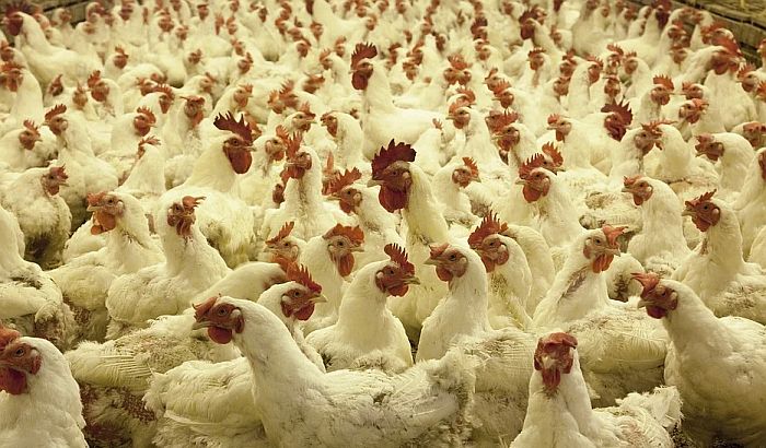 Na vojnoj vežbi greškom pogodili farmu kokošaka