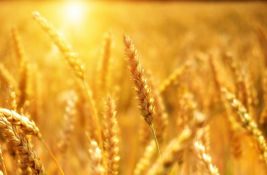 Malešević: Prinosi pšenice 30 odsto manji od očekivanih, posledica suše i skupog đubriva