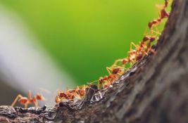 Naučnici izračunali koliko (otprilike) ima mrava na Zemlji
