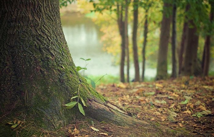 Beograd dobija spomen-šumu u znak sećanja na žrtve virusa korona 