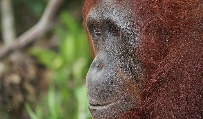 Broj orangutana na Borneu od 1999. smanjen za 100.000