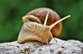 Francuskom farmeru ukradeni puževi vredni 100.000 evra