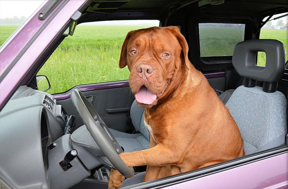 Pojednostavljene procedure za Srbiju za putovanja sa kućnim ljubimcima u EU