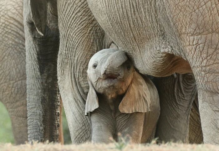 Izgubili turiste zbog korone, sad ih privlače ubijanjem slonova