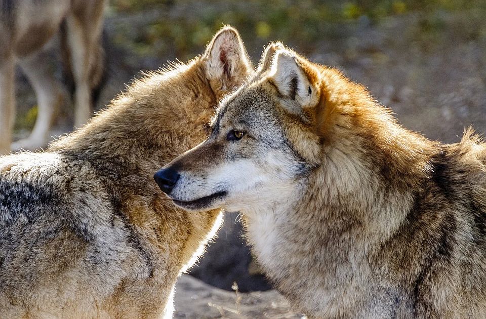 Vukovi izujedali ženu u zoološkom vrtu u Francuskoj