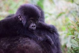 Gorile u zoo vrtu u San Dijegu imaju koronu, zarazile se od radnika