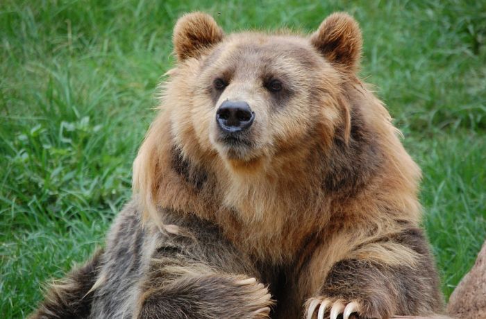 Posmatranje medveda sve popularnije u Sloveniji 