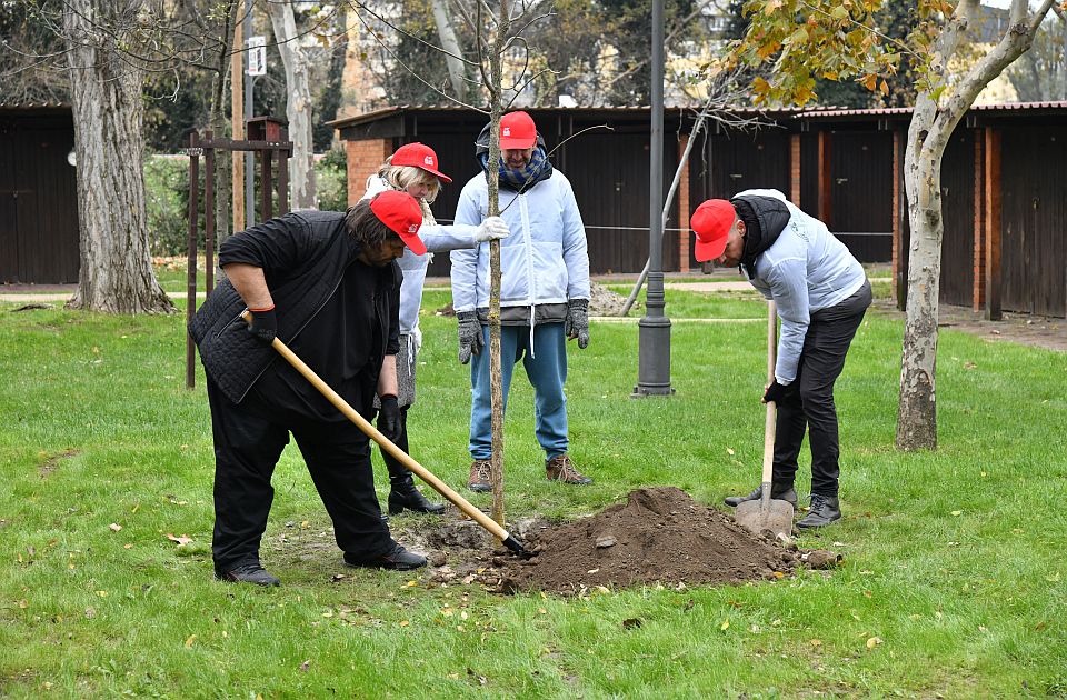 FOTO: Nastavljena akcija sadnje drveća u Novom Sadu, svaka mesna zajednica dobija po jedan koprivić
