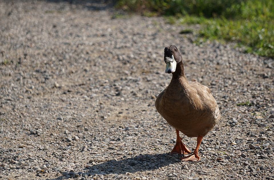 Patkama u Francuskoj davaće treću dozu vakcine protiv ptičijeg gripa 