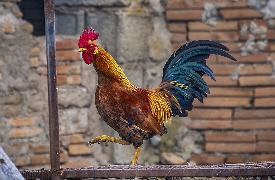 Seoskim životinjama u Francuskoj zakonom dozvoljeno da muču, skviče, kukuriču...