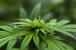 Nemačka korak bliže legalizaciji marihuane