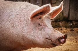 Domaći uzgajivači svinja u krizi - državu baš briga