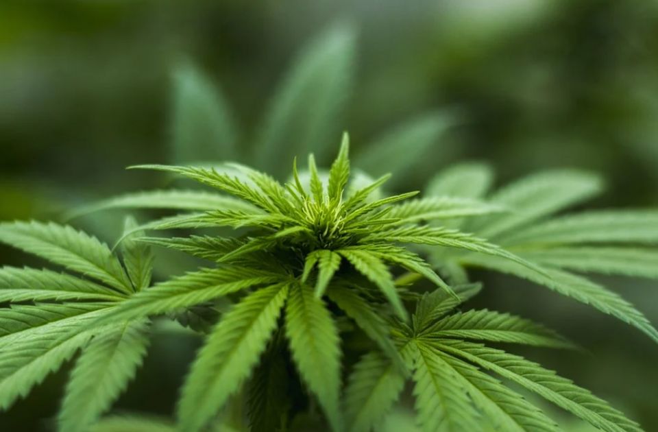 Nemačka korak bliže legalizaciji marihuane