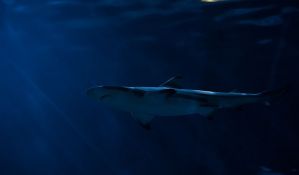 Ponovo snimljen morski pas kod Makarske