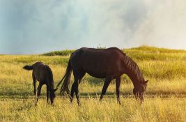 Turisti prave probleme farmeru u Velsu: Ždrebe palo s litice jer su hteli da naprave selfi