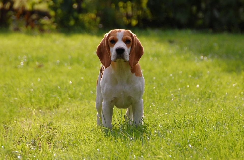 Genetski modifikovani psi mogli bi biti rešenje za one koji su alergični