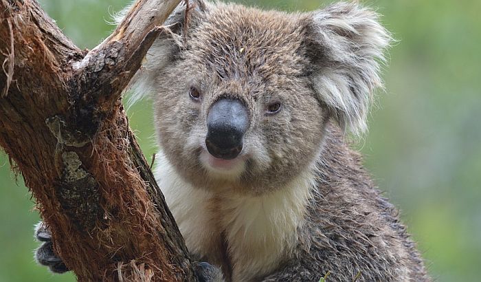 Australija će uložiti milione u povećanje populacije koala