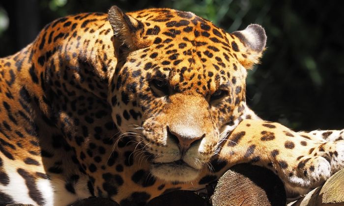 VIDEO: Jaguar pobegao iz zoo vrta i ubio šest životinja