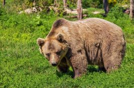 Lovci u Hrvatskoj ubili mladog medveda: 