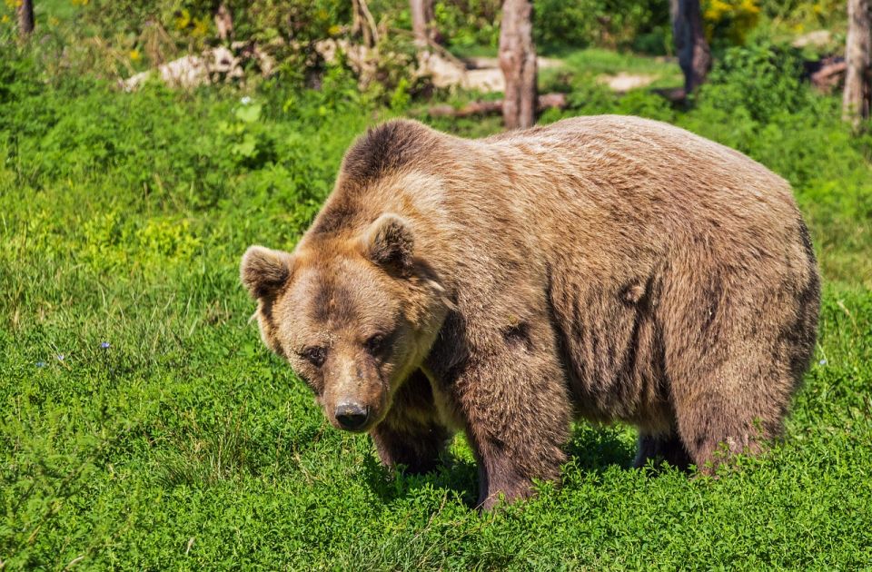 Lovci u Hrvatskoj ubili mladog medveda: "Morali smo, ugrožavao je ljude"