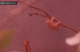 VIDEO Ovo je jedna od naslađih životinja na svetu: Mazna i - otrovna