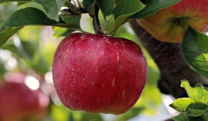 Falsifikatori koriste popularnost organske hrane, na policama "lažno" organsko voće i povrće
