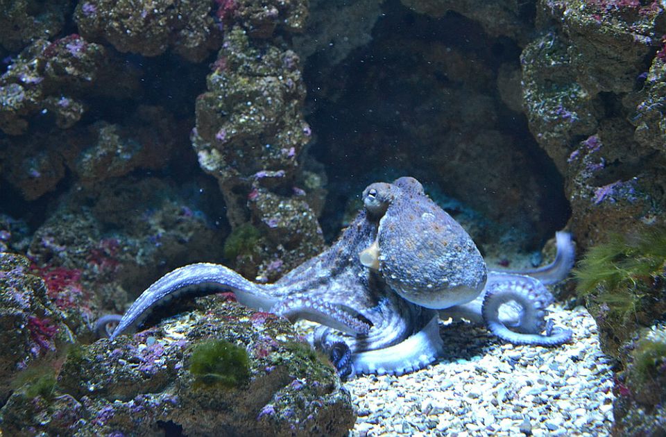 Prva farma hobotnica zgrozila ljude širom sveta - u pitanju su emotivna, inteligentna bića 