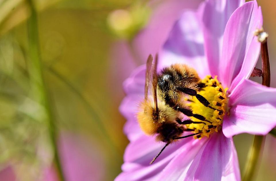 Srbija uvozi bumbare, a izvozi pčele - dekan objašnjava zašto to nije iznenađenje