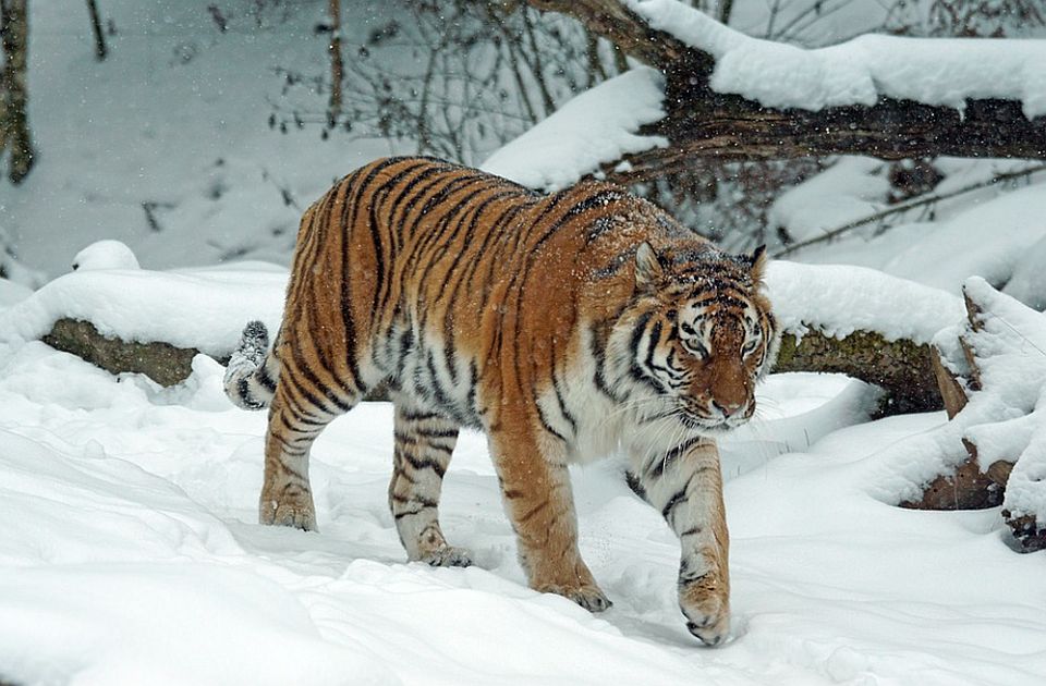 Udvostručen broj sibirskih tigrova u Rusiji 